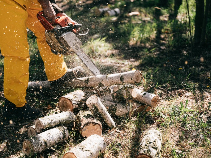 erdo-fakivagas-800-600